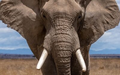 The elephant in the room — a cure for hearing loss.